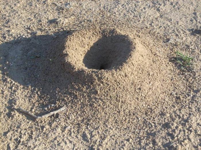 Гнездо пустынных Messor. Большинство пустынных жнецов ночные, поэтому сфотографи